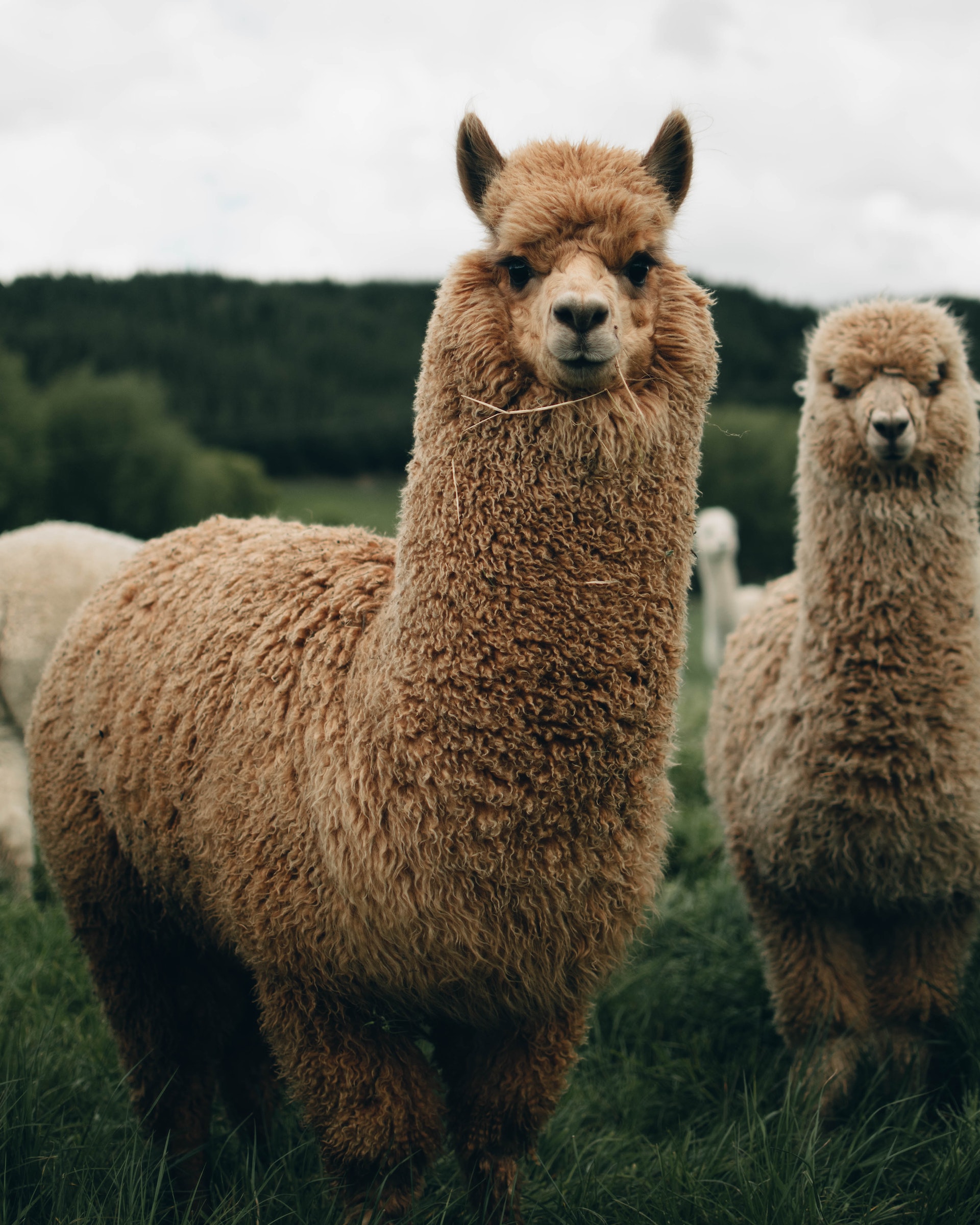 Featured image of post Replicating OpenAI API for Llama, Alpaca or any animal-shaped LLM